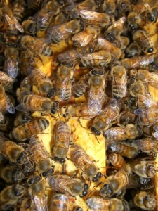 bees-in-a-comb-1369740