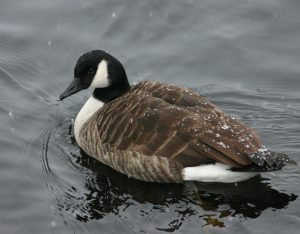 canada-goose-1403007